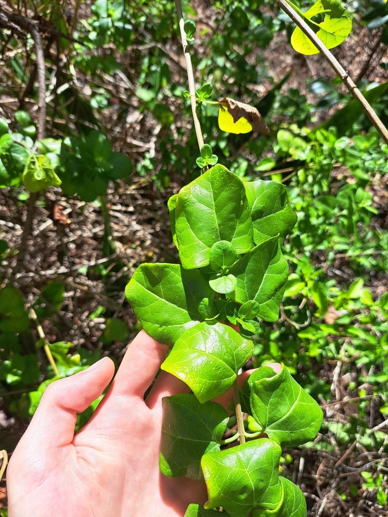 Chromolaena integrifolia