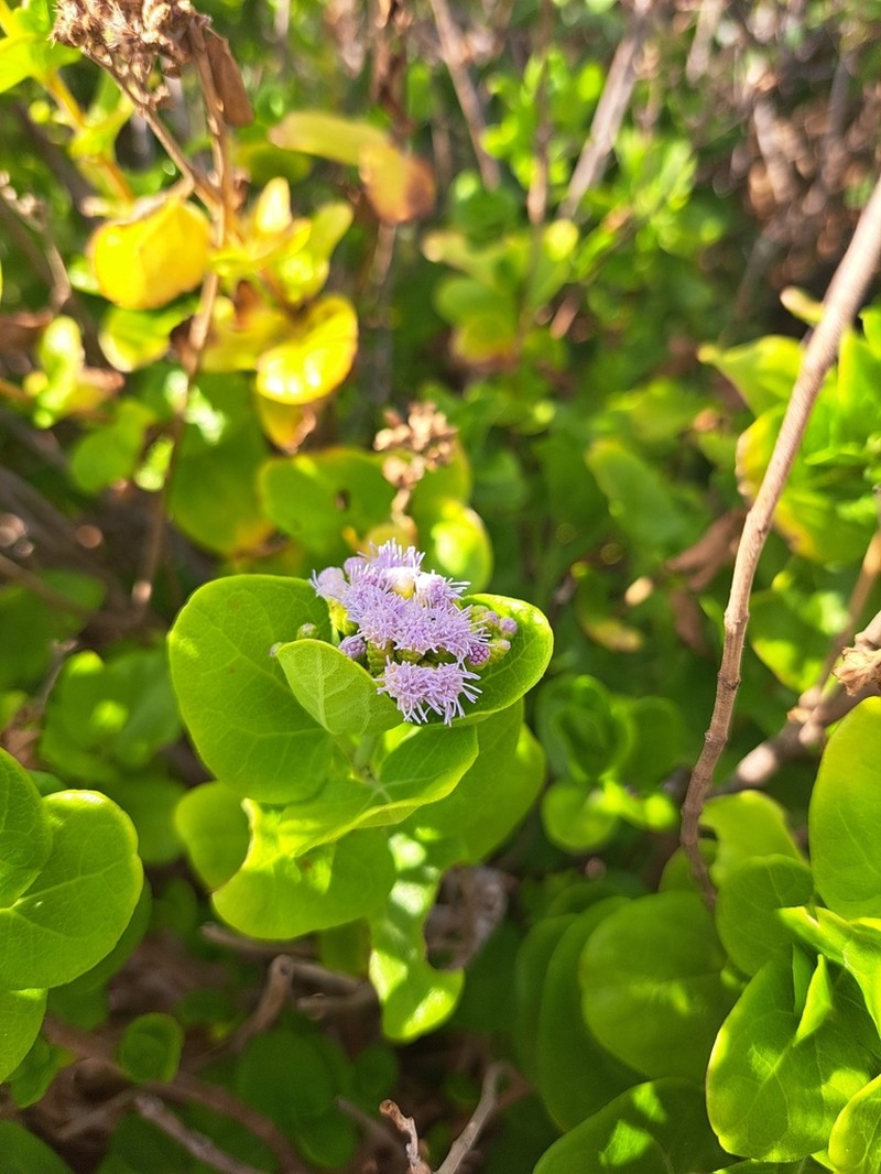 Chromolaena integrifolia photo 2