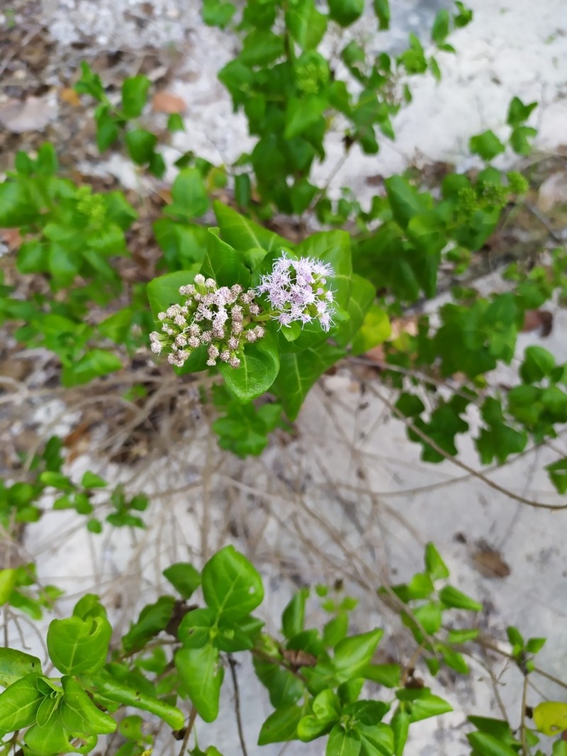 Chromolaena integrifolia photo 3