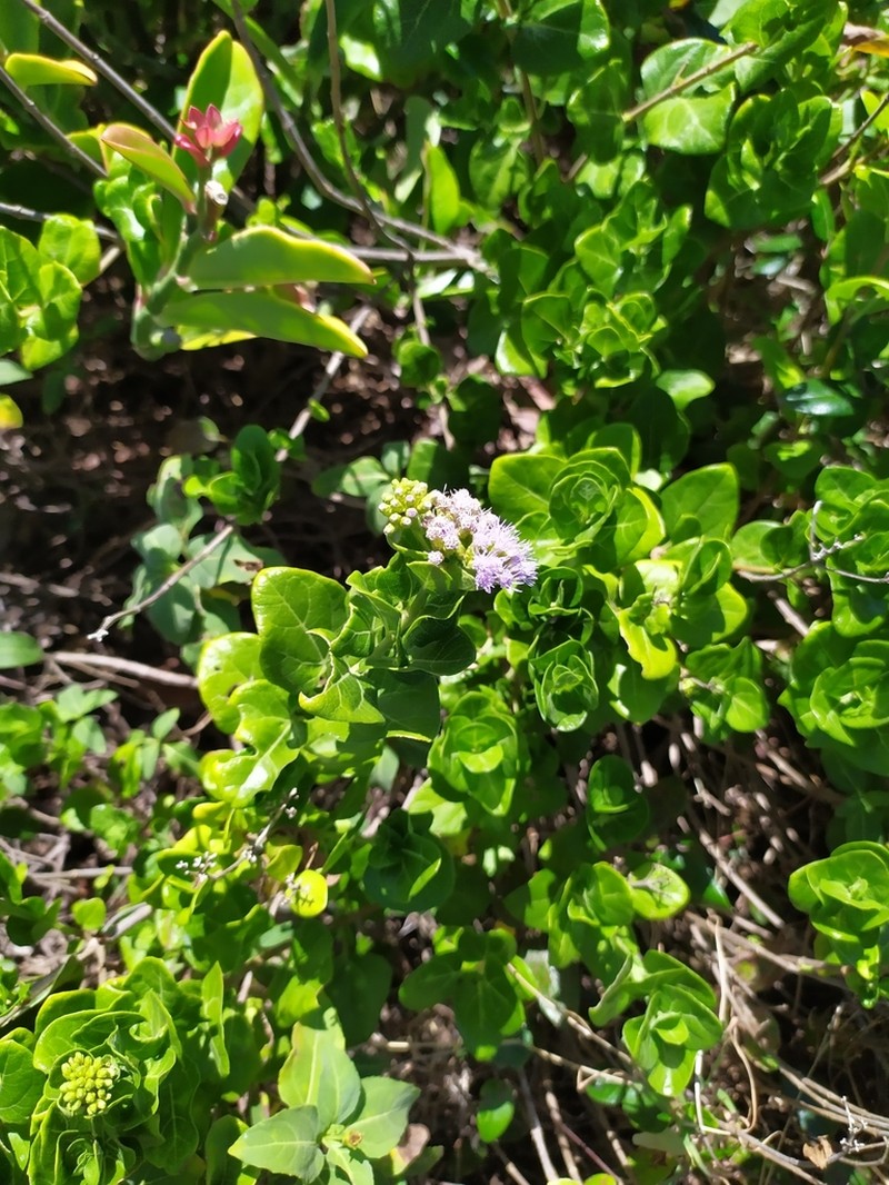 Chromolaena integrifolia photo 4