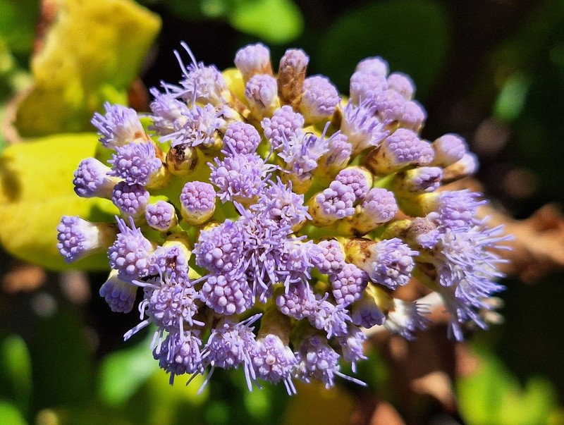 Chromolaena integrifolia photo 5