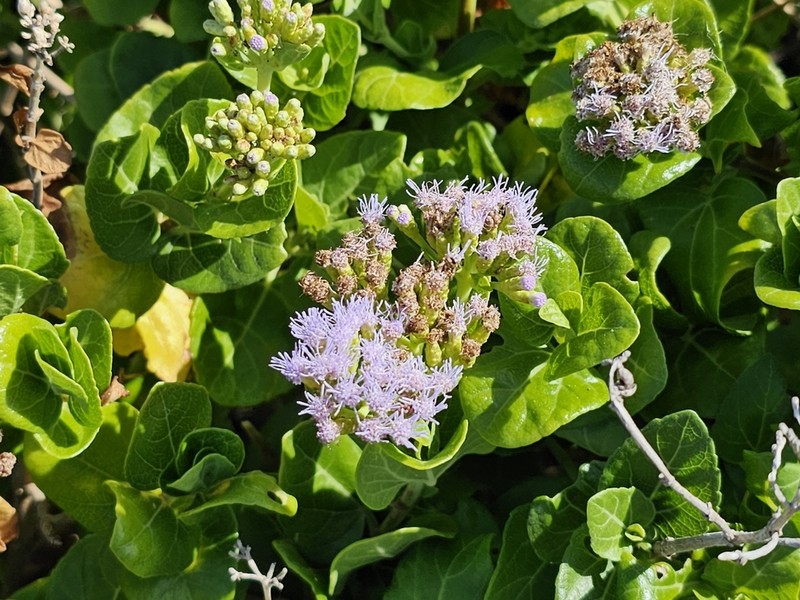 Chromolaena integrifolia photo 6