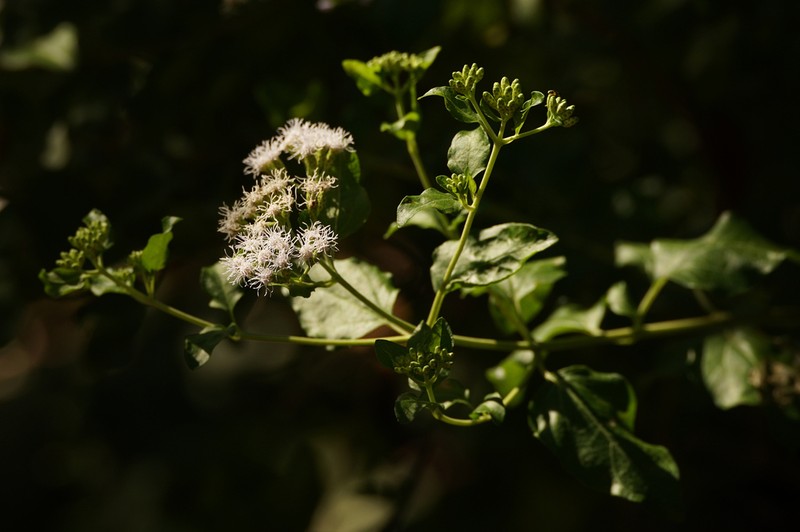 Chromolaena integrifolia photo 7