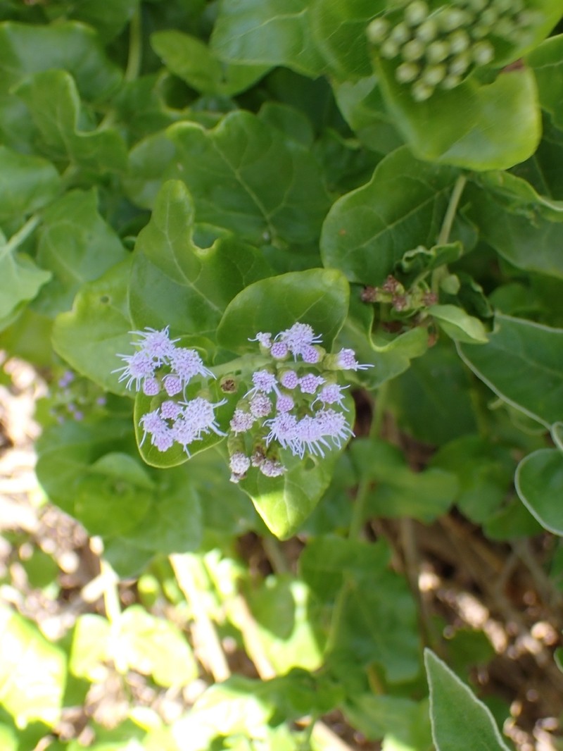 Chromolaena integrifolia photo 8