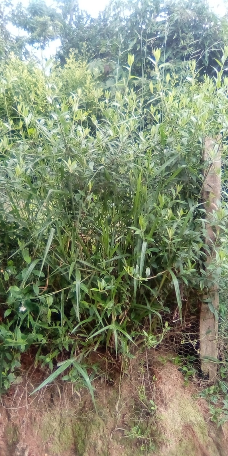 Chromolaena iridolepis