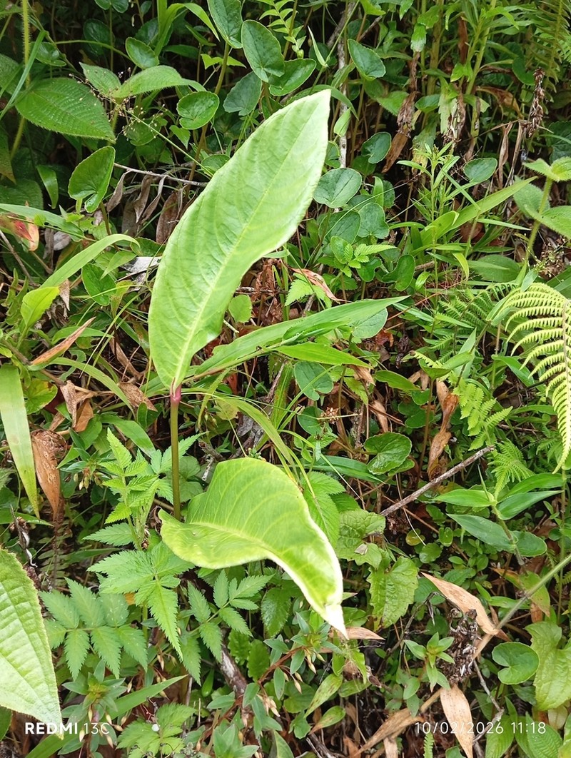 Chromolaena iridolepis photo 2
