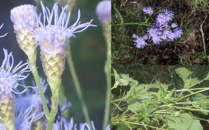 Ivyleaf Thoroughwort