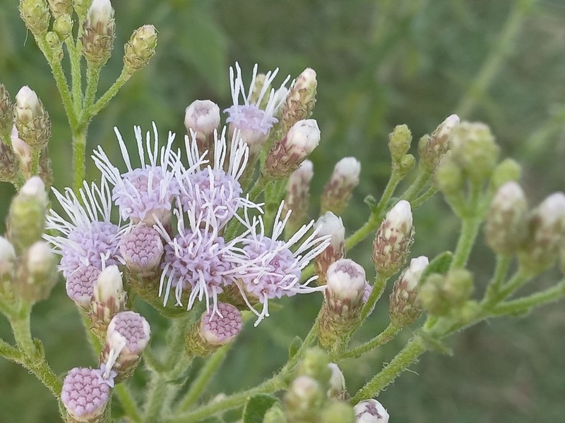Ivyleaf Thoroughwort