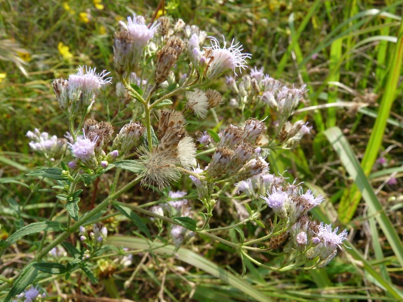 Ivyleaf Thoroughwort photo 2