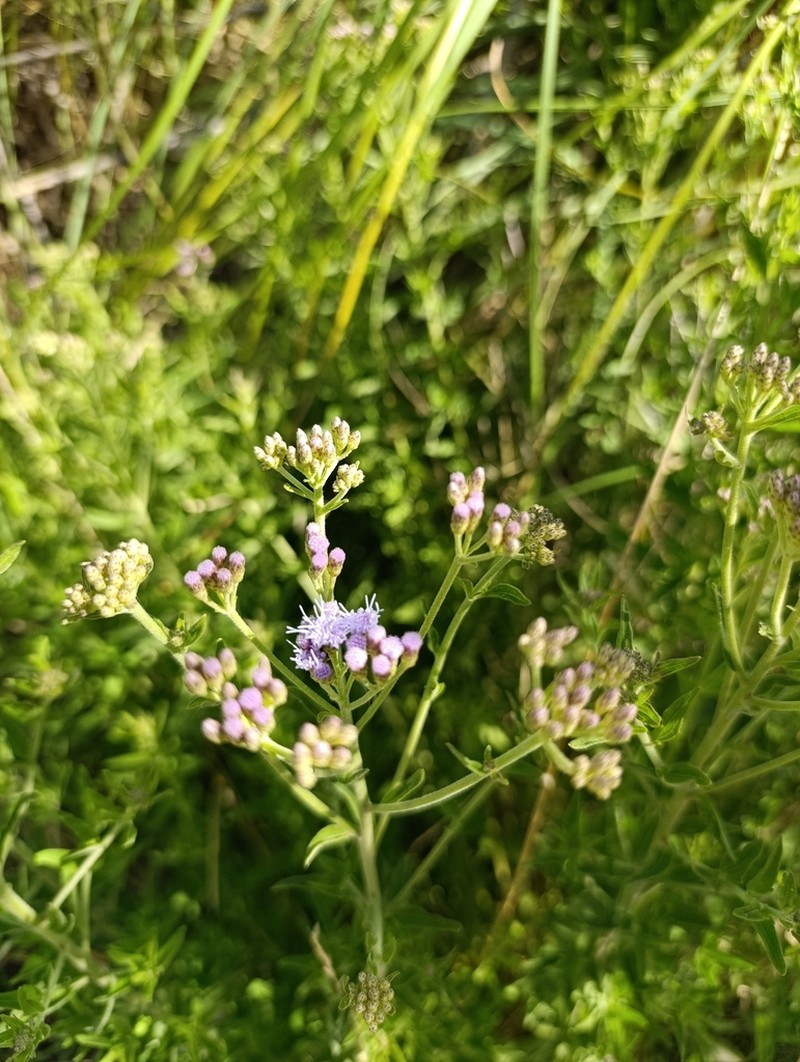 Ivyleaf Thoroughwort photo 3