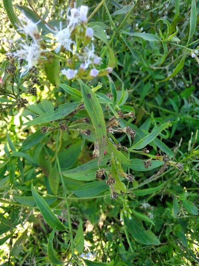Ivyleaf Thoroughwort photo 5