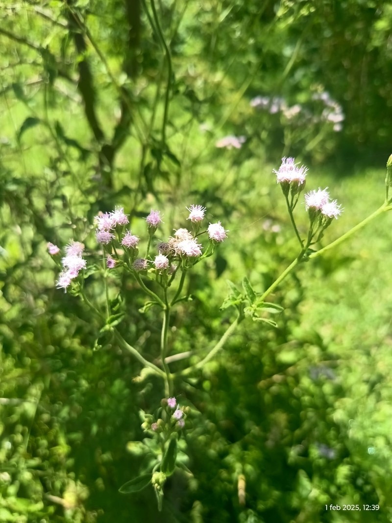 Ivyleaf Thoroughwort photo 6