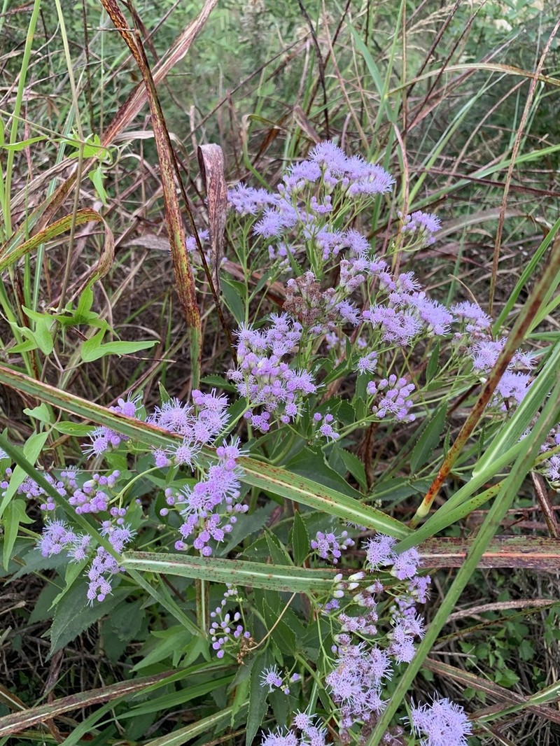 Ivyleaf Thoroughwort photo 7