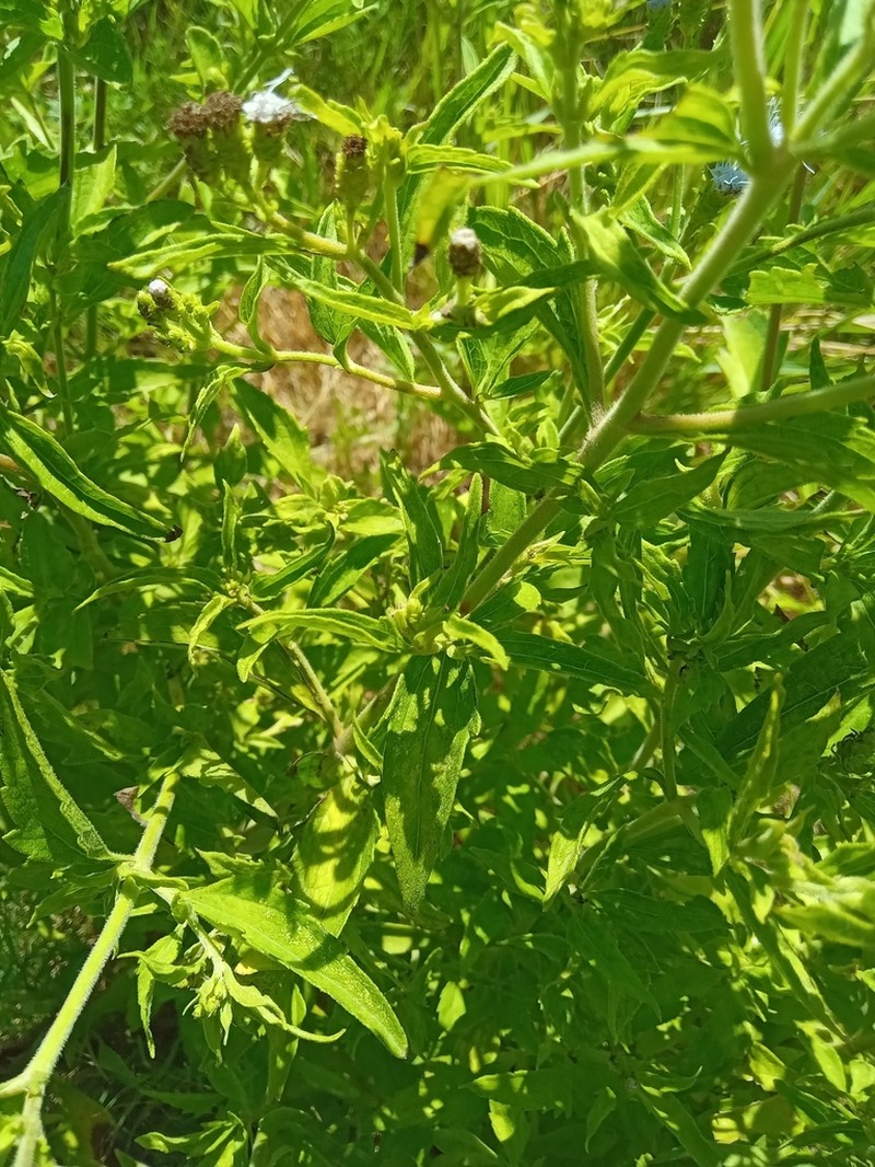 Ivyleaf Thoroughwort photo 8