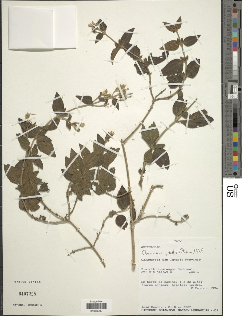 Chromolaena jelskii