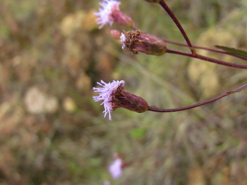 Chromolaena kleinii