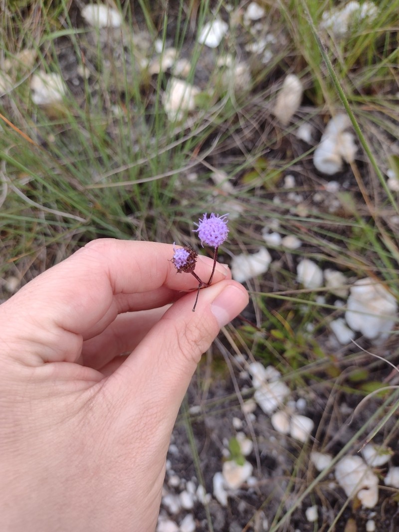 Chromolaena kleinii photo 2
