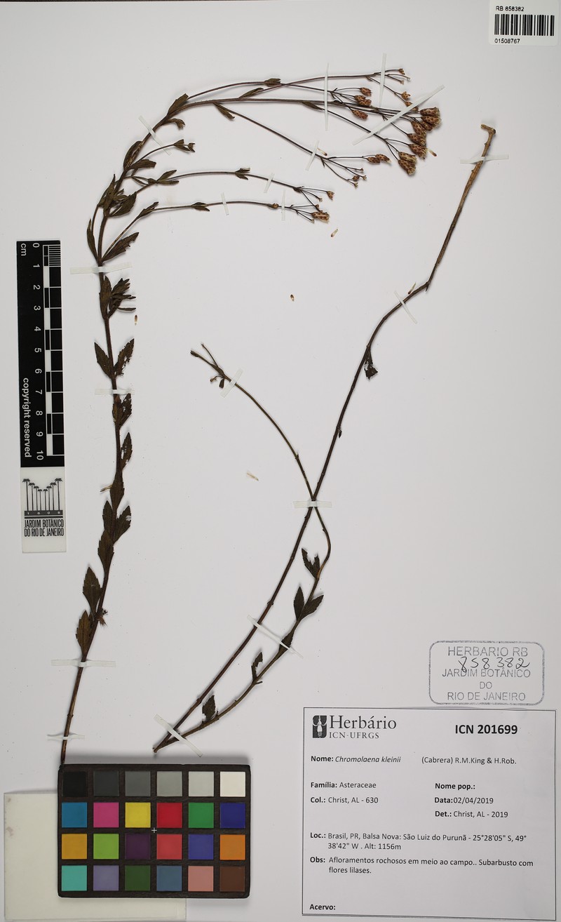 Chromolaena kleinii photo 3