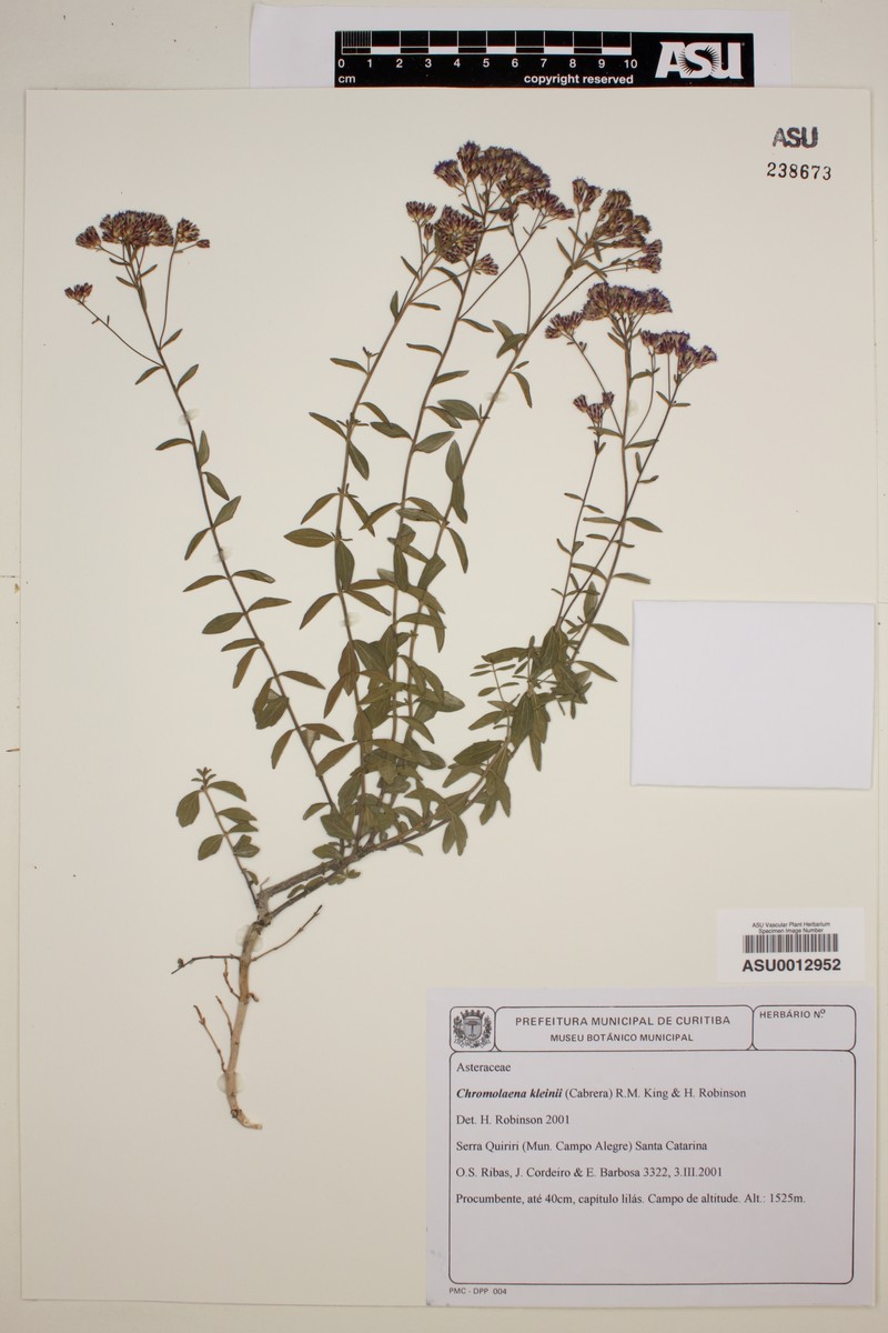Chromolaena kleinii photo 4