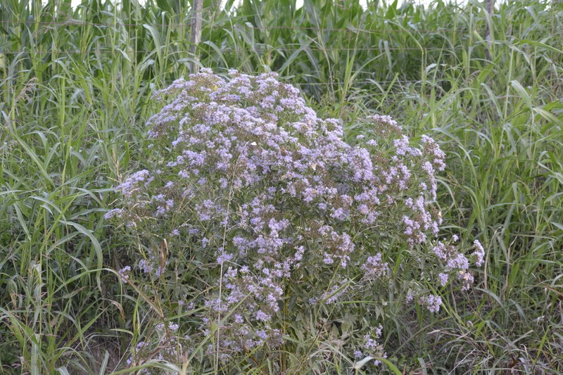 Chromolaena laevigata
