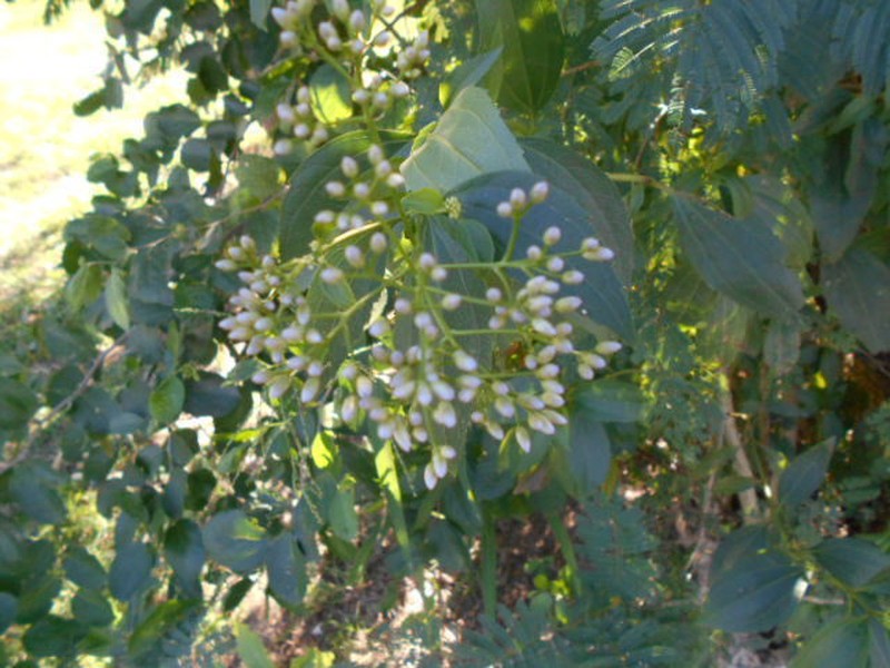 Chromolaena laevigata photo 2