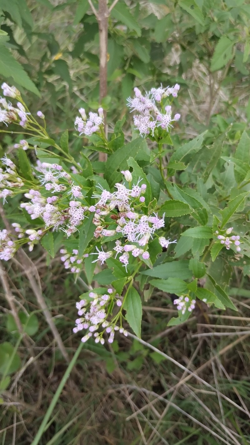 Chromolaena laevigata photo 3