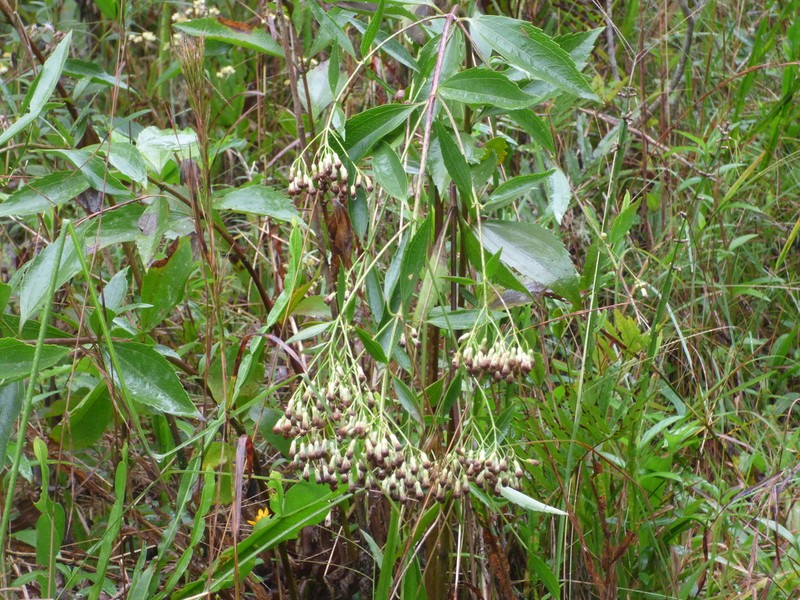 Chromolaena laevigata photo 4