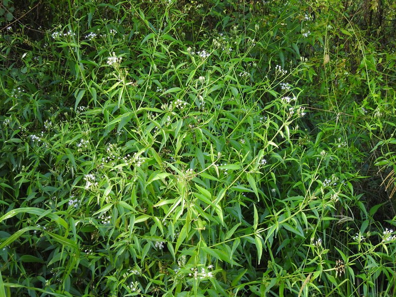 Chromolaena laevigata photo 8