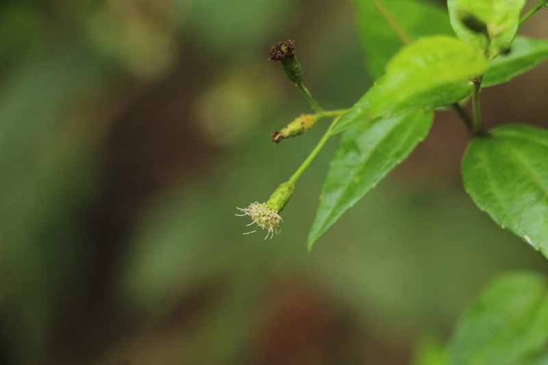 Chromolaena larensis