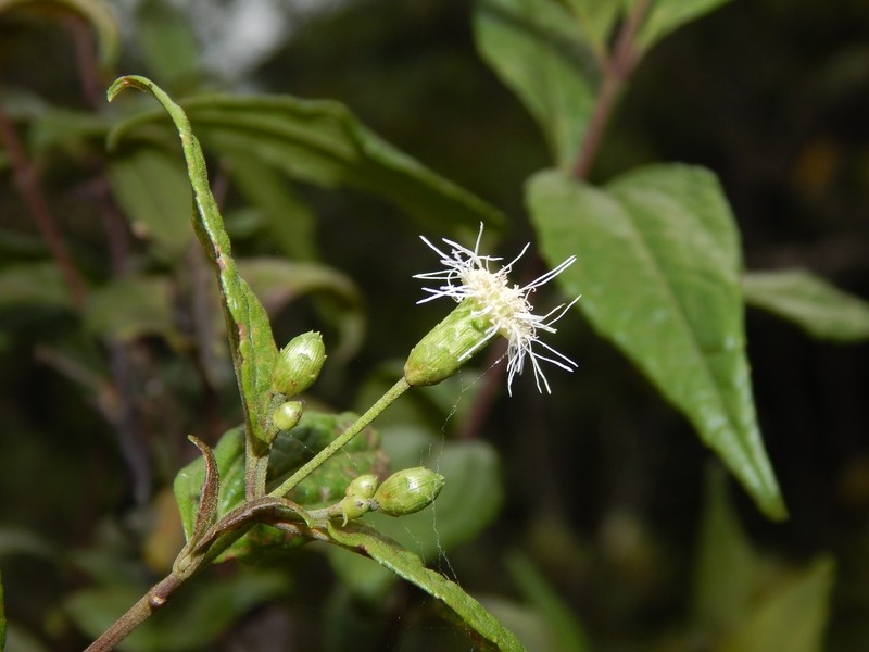 Chromolaena larensis photo 3