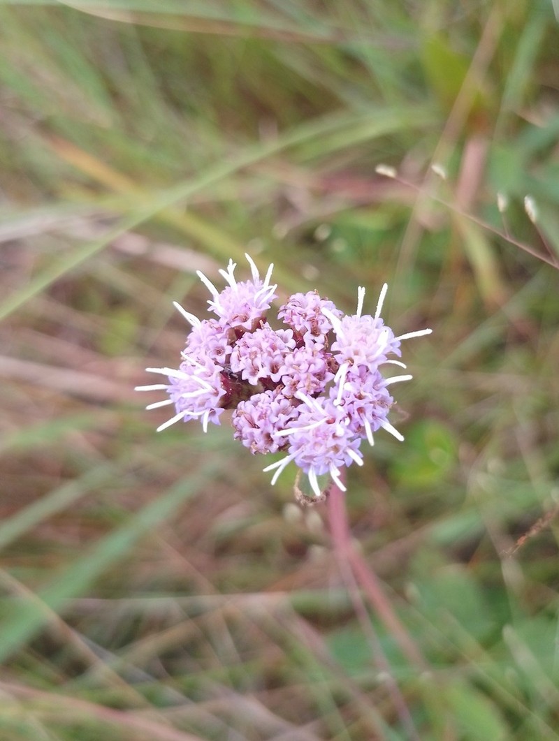 Chromolaena latisquamulosa