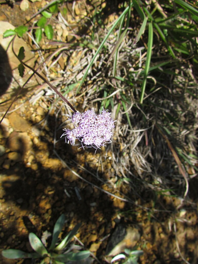 Chromolaena latisquamulosa photo 2