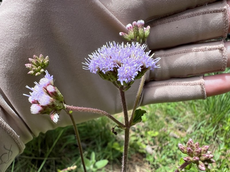 Chromolaena latisquamulosa photo 3