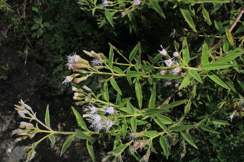Chromolaena leivensis
