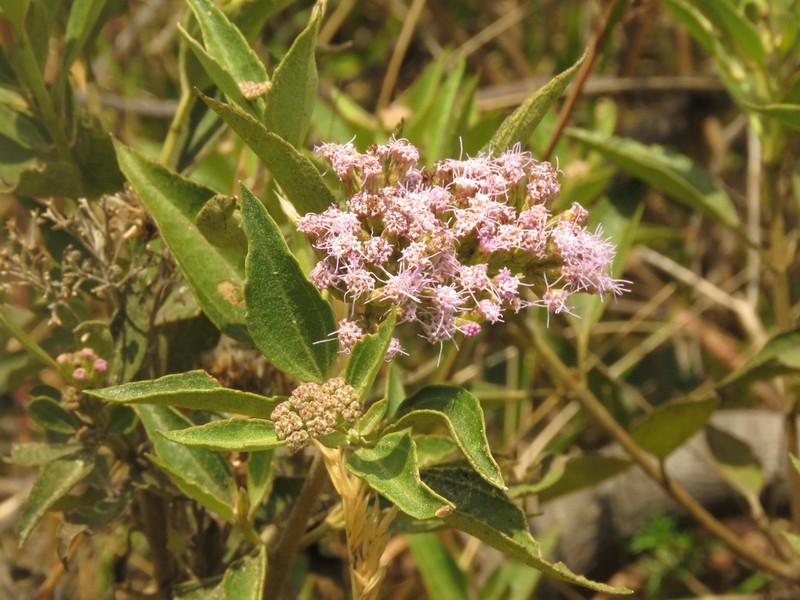 Chromolaena leivensis photo 2
