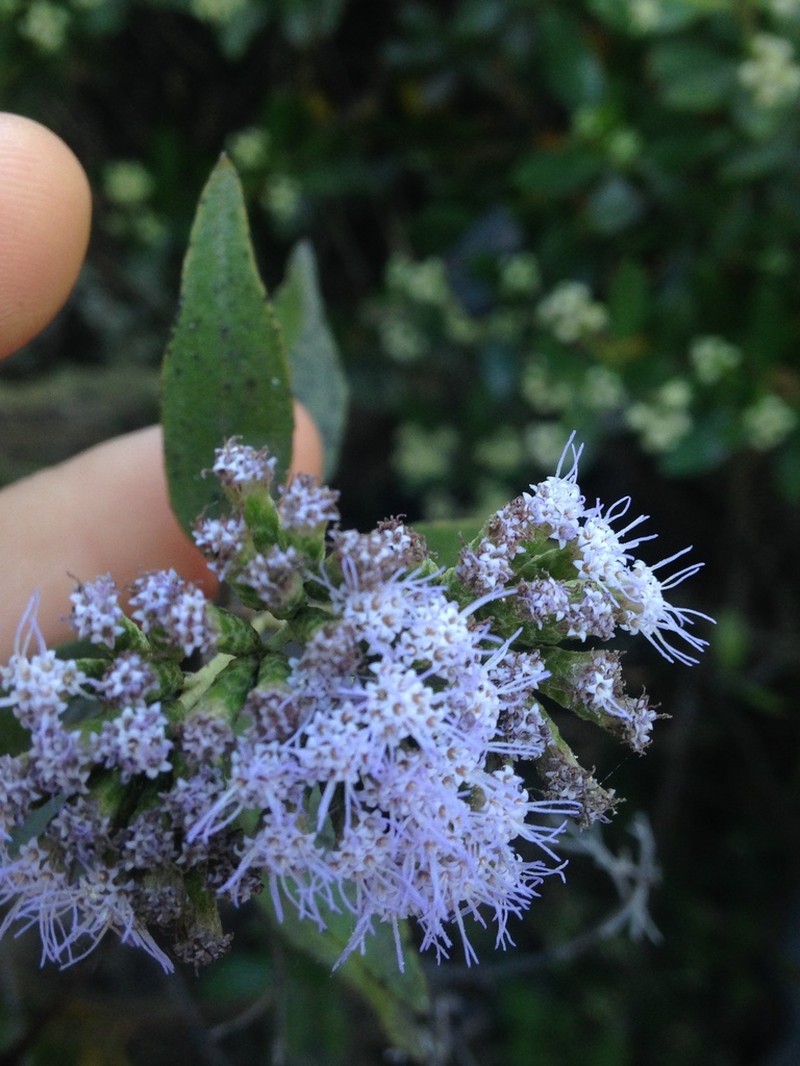 Chromolaena leivensis photo 3