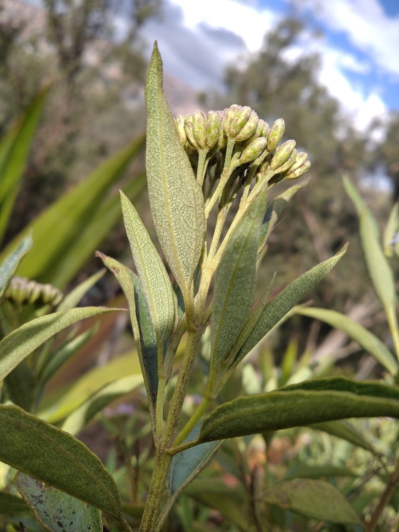 Chromolaena leivensis photo 4