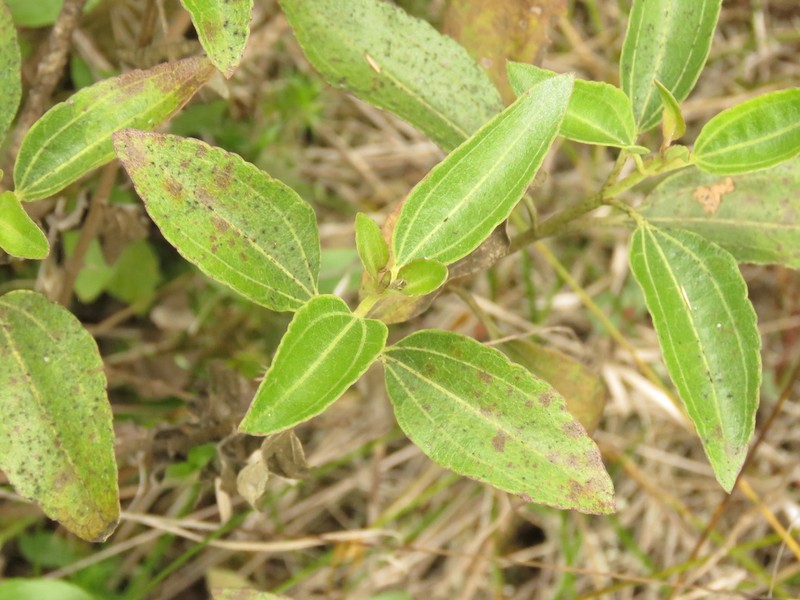Chromolaena leivensis photo 5