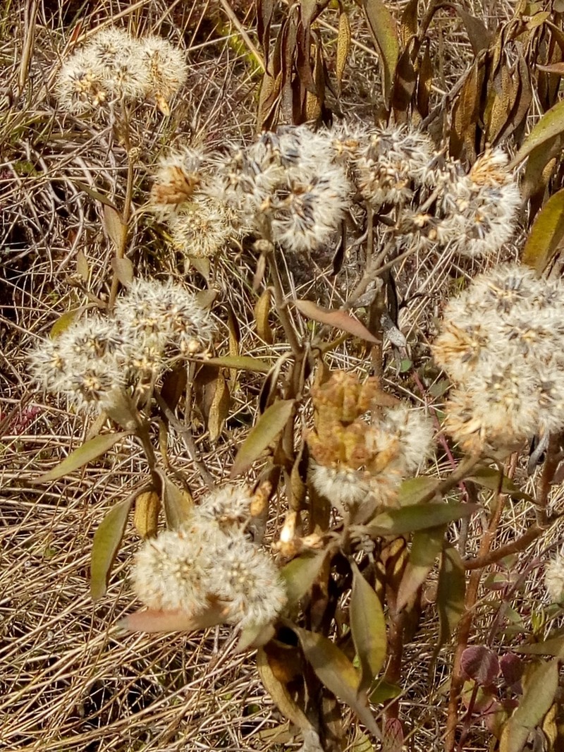 Chromolaena leivensis photo 6