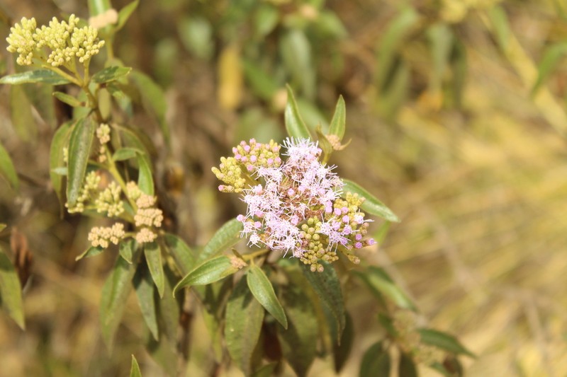 Chromolaena leivensis photo 7