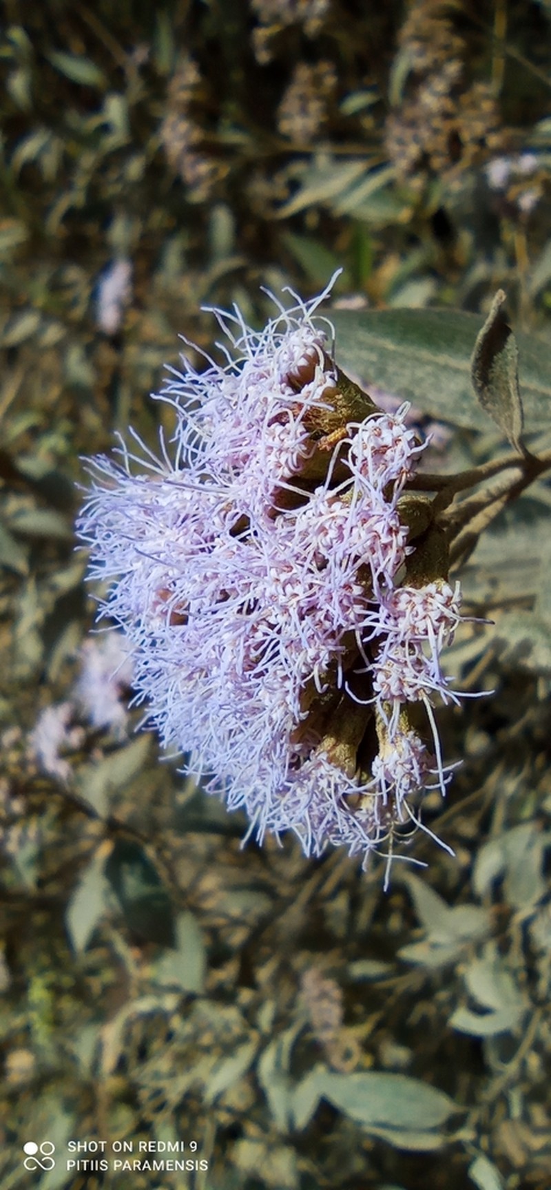 Chromolaena leivensis photo 8
