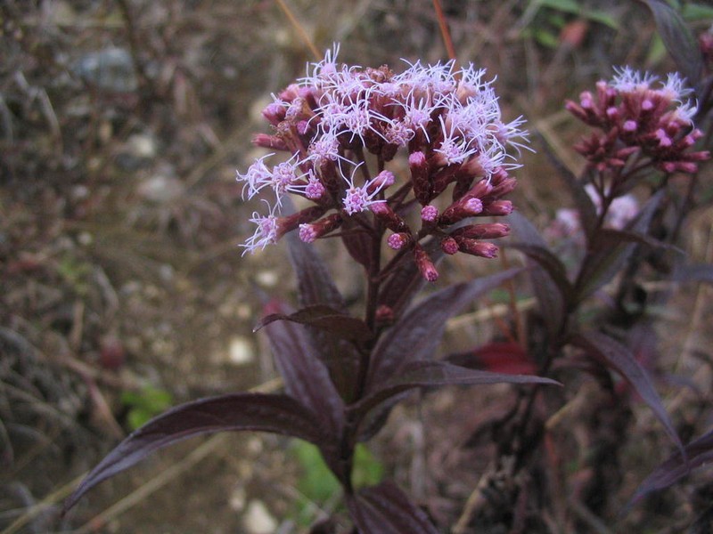 Chromolaena leptocephala