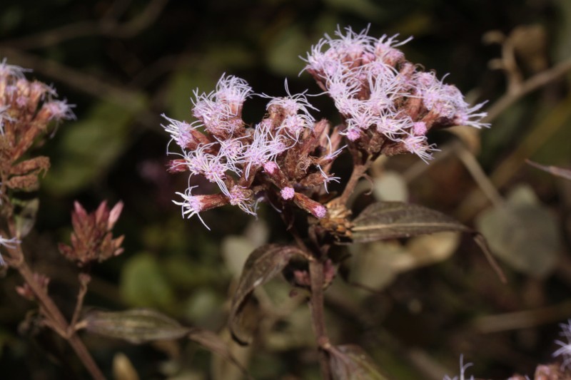 Chromolaena leptocephala photo 3