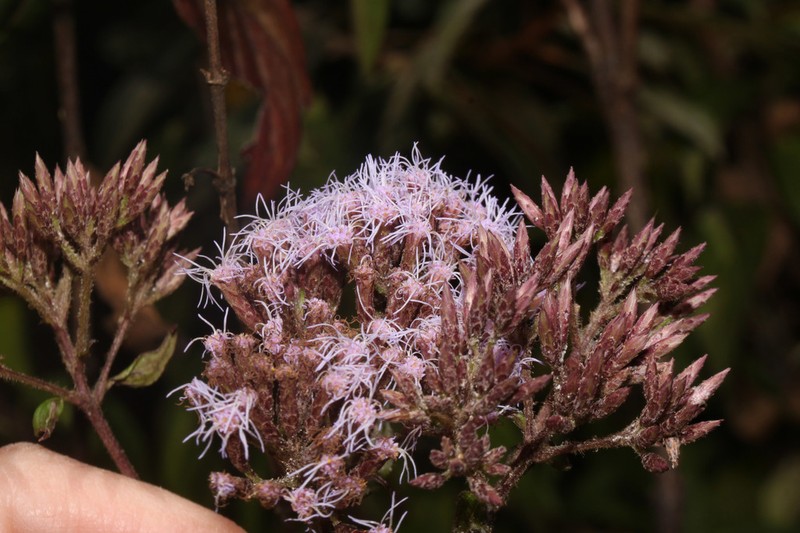Chromolaena leptocephala photo 4