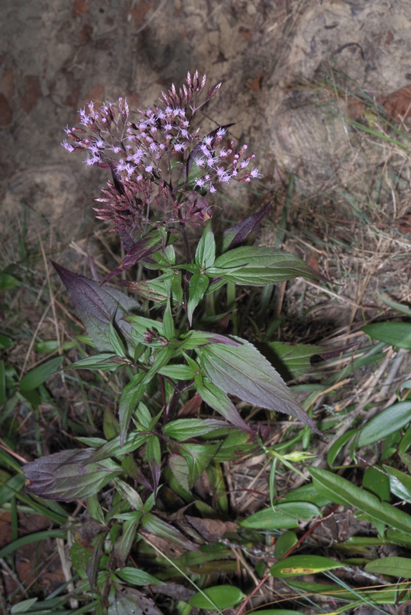 Chromolaena leptocephala photo 5