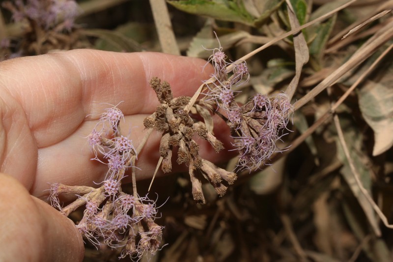 Chromolaena leptocephala photo 6