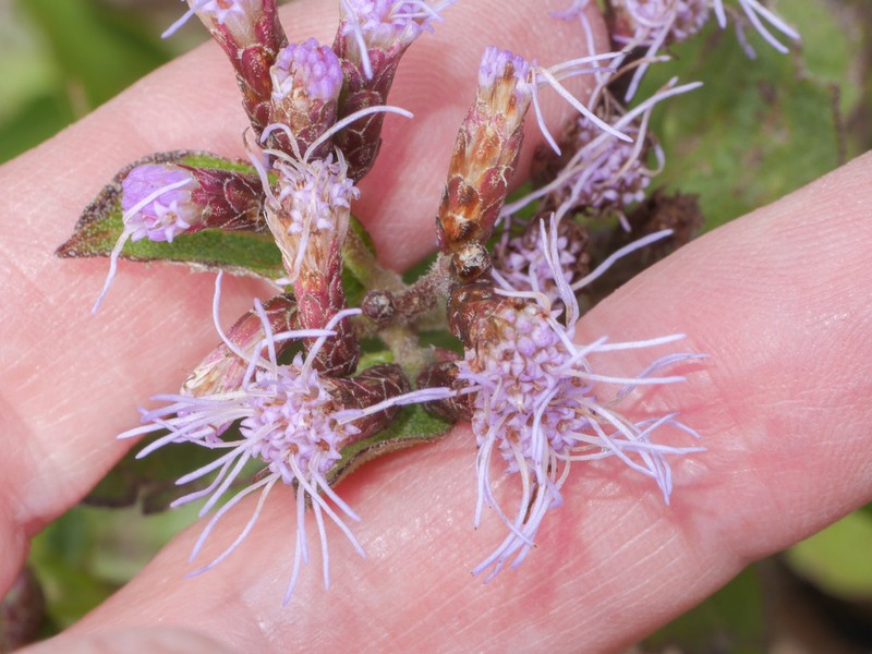 Chromolaena leptocephala photo 8