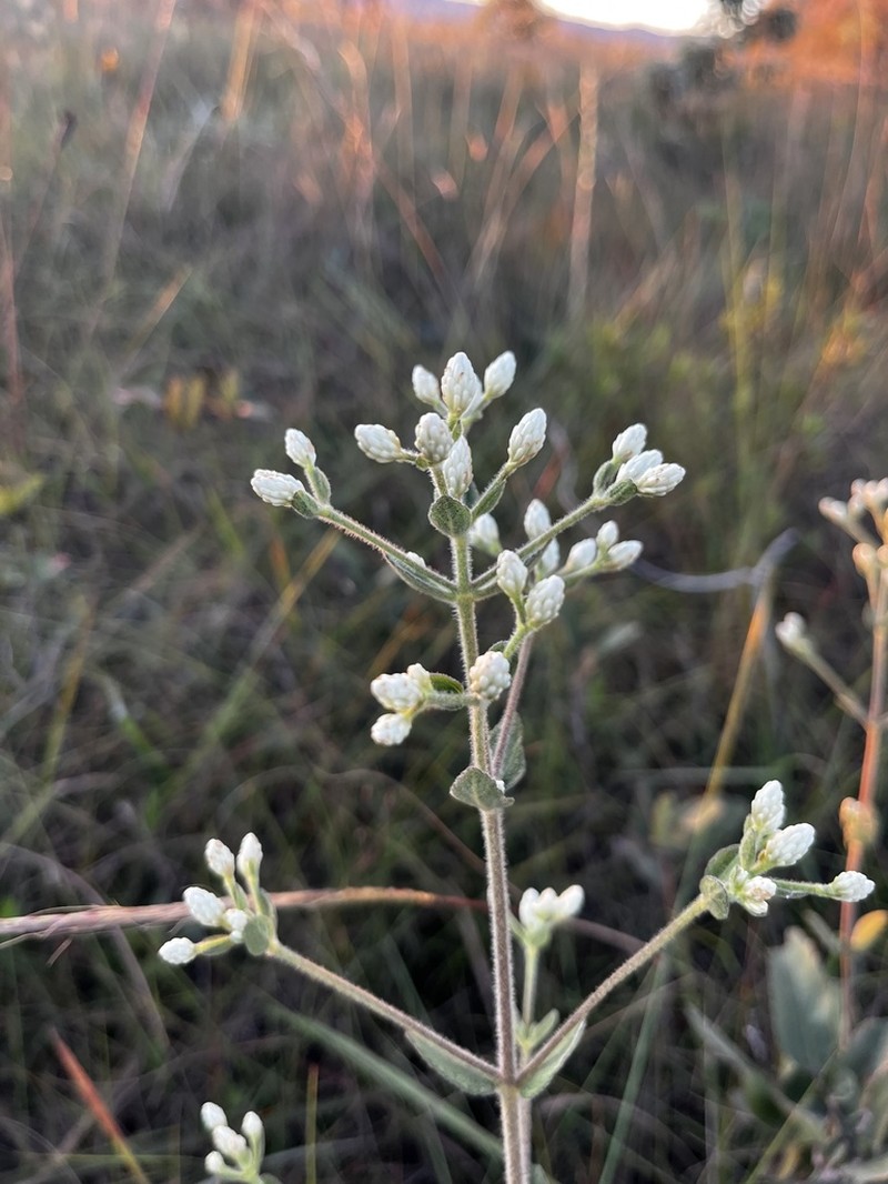 Chromolaena leucocephala