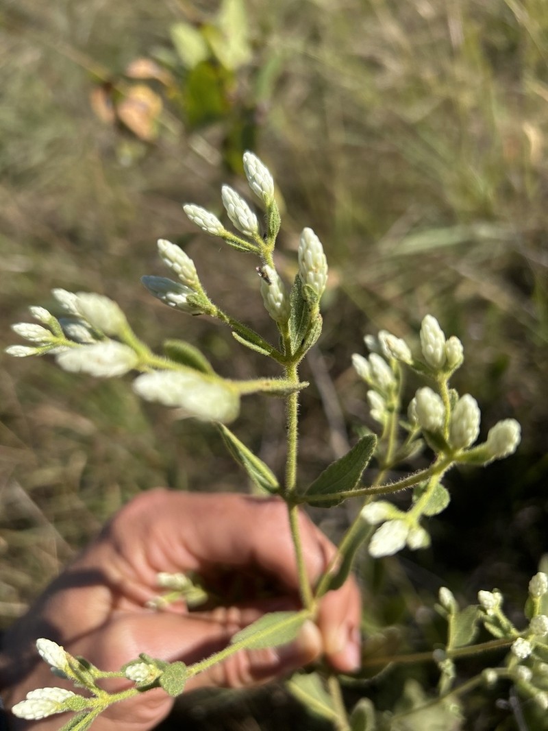 Chromolaena leucocephala photo 2