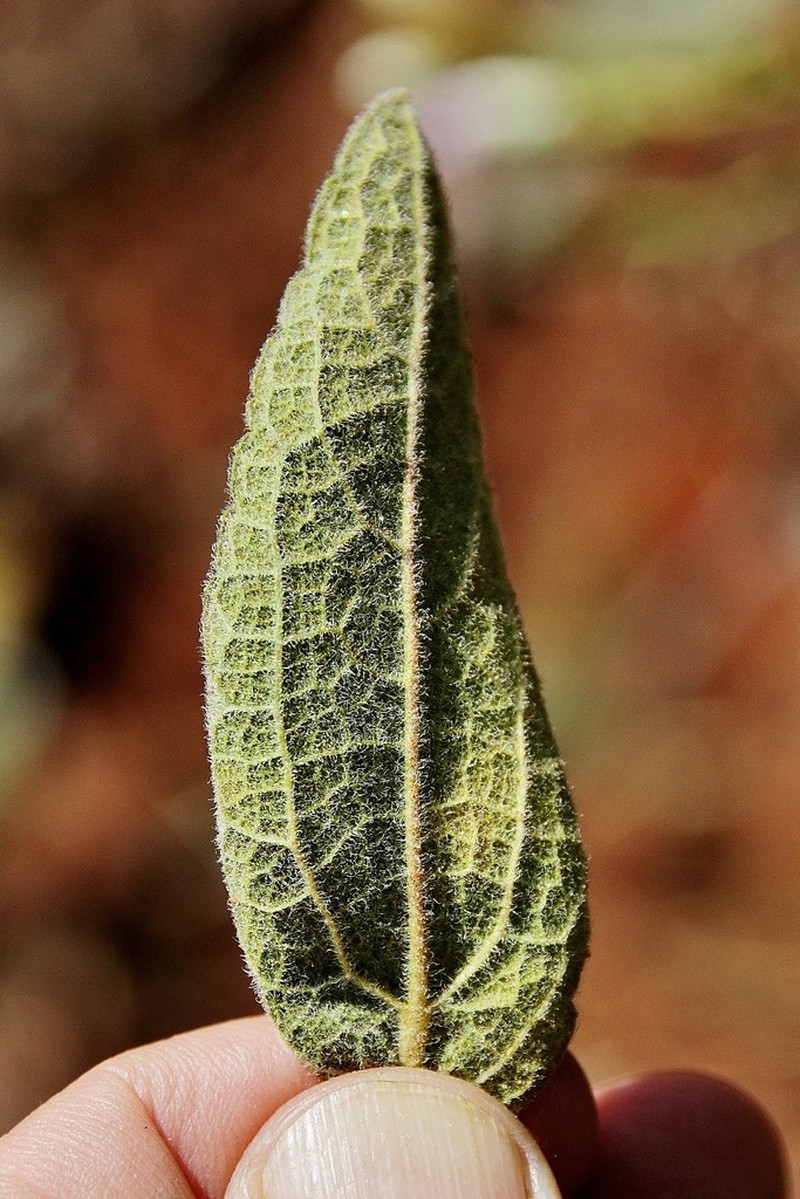 Chromolaena leucocephala photo 3